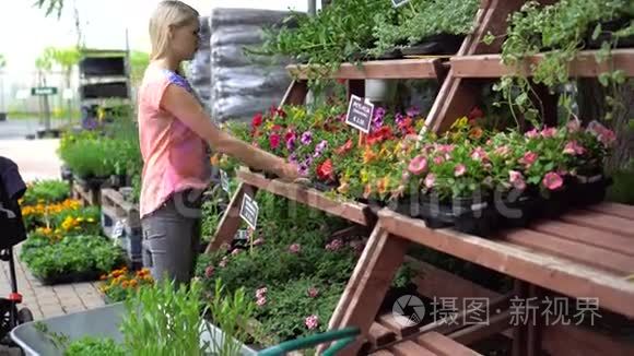 女子在园林苗圃选择牵牛花