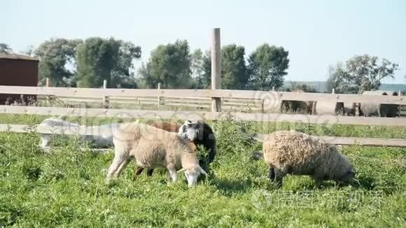 羊在农场吃青草视频