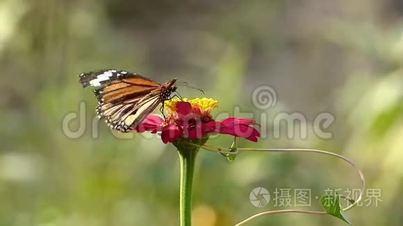 橙花上的蝴蝶.