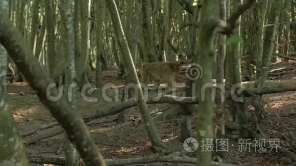 森林里的雄性猴子