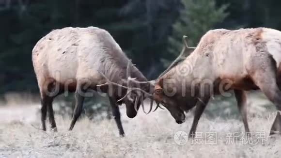 麋鹿在班夫加拿大视频视频