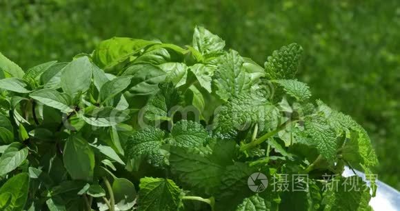 药草种子及价格