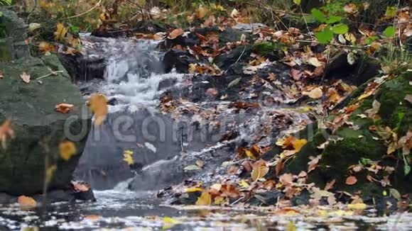 秋天的小森林溪流mov4K视频素材