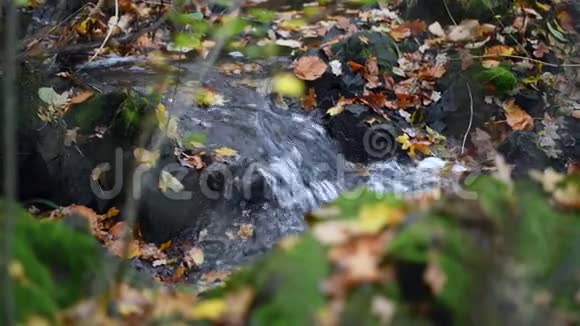 秋天的小森林溪流mov4K视频素材