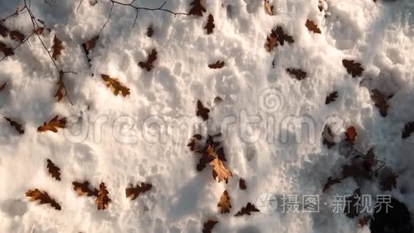 秋天的落叶在雪地里视频