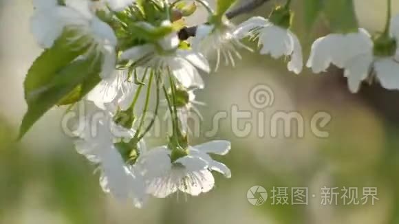 春天的樱花视频