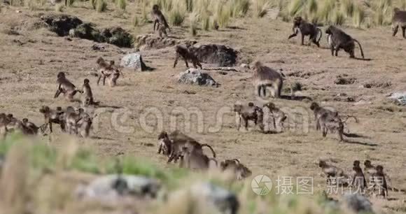 害怕的鱼逃跑了视频