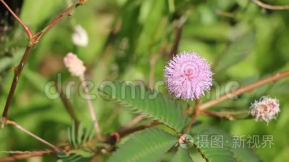 粉红的普迪卡的花