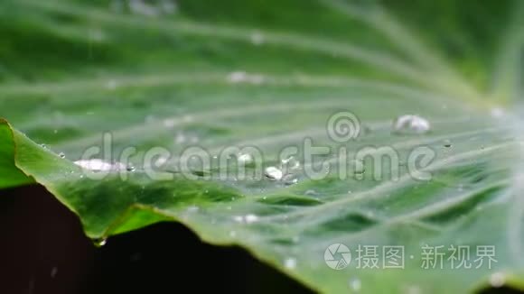 绿叶上的雨.