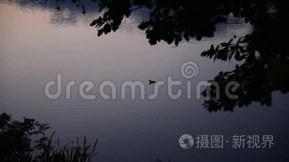 鸭子在夜湖上游泳