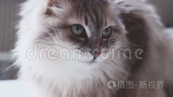 小猫盯着一边