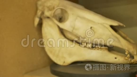 实验室里的兽人头骨视频