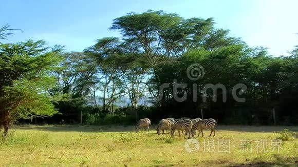 一片草地上的斑马视频