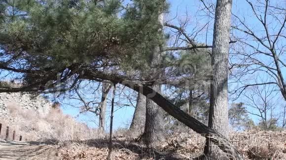 一条登山步道上的松树视频
