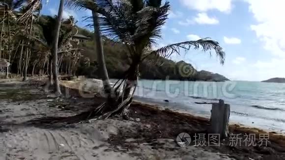 在加勒比海的一个椰子林开车视频