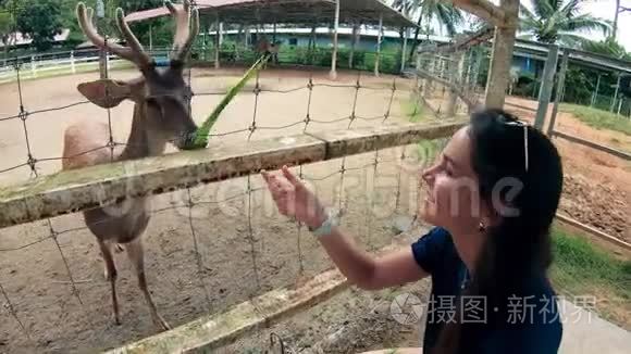 夏天一位女士正在动物园喂鹿视频