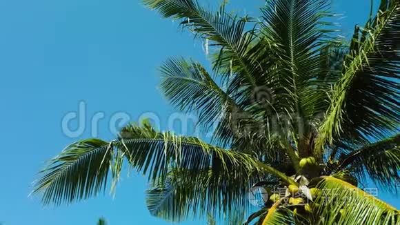 棕榈树对抗蓝天。