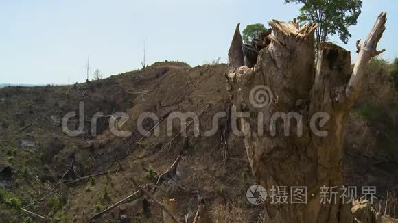 一根枯枝在风中移动视频