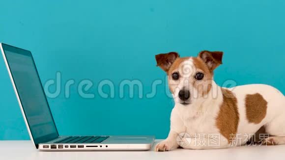 狗带着兴趣看着笔记本电脑视频