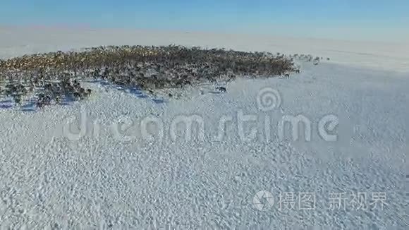 鸟瞰成群的驯鹿，它们在冻土带的雪地上奔跑。