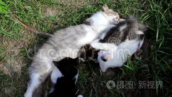 猫和三只小猫视频