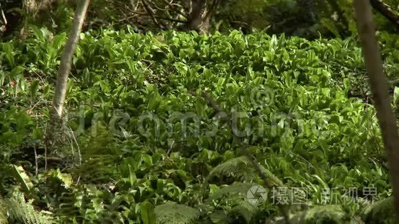 森林地板上的绿色植物