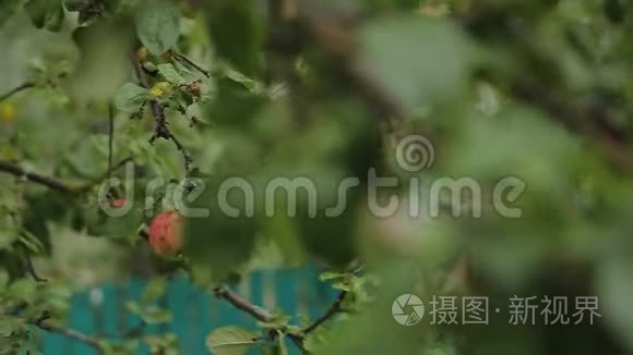 苹果园树上自制苹果..