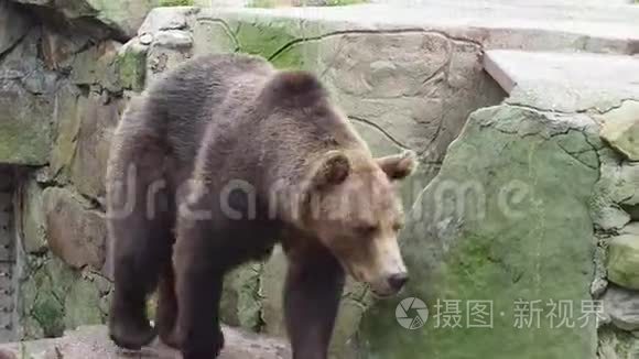 大棕熊在动物园里散步视频