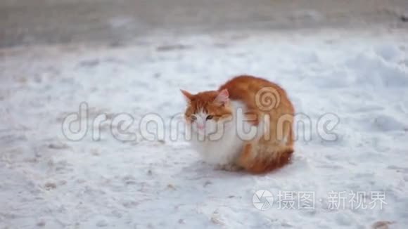 雪中的红猫