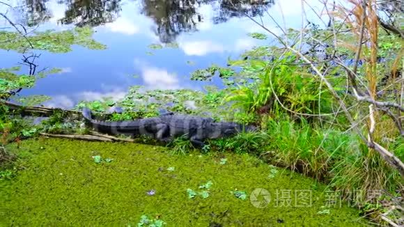 莴苣湖公园里的鳄鱼视频