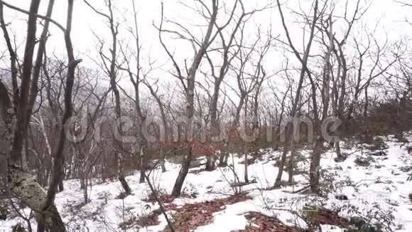 雪落在卡茨基尔斯休眠的树木上视频