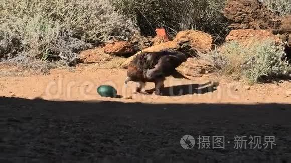 黑胸蜂鸟视频