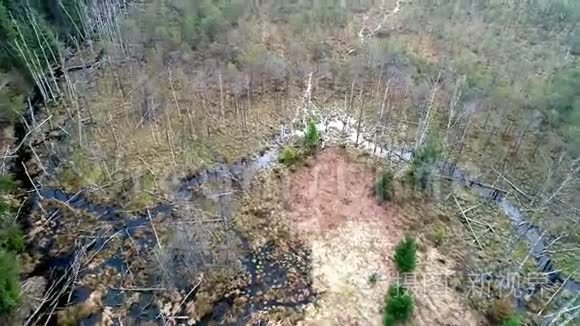 在沼泽和森林上空进行空中飞行视频