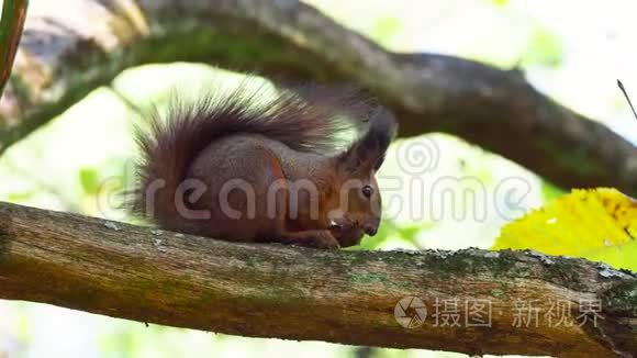 爪怎么读拼音_前爪的拼音_爪字拼音怎么拼写