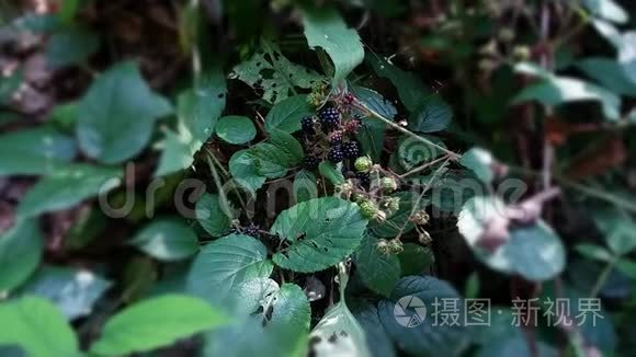 黑莓生长在老花园里视频