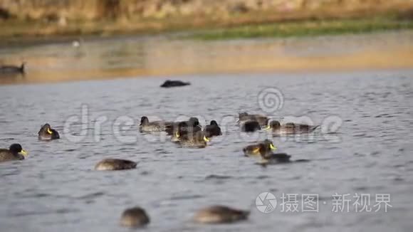 湖中一群黄嘴鸭视频