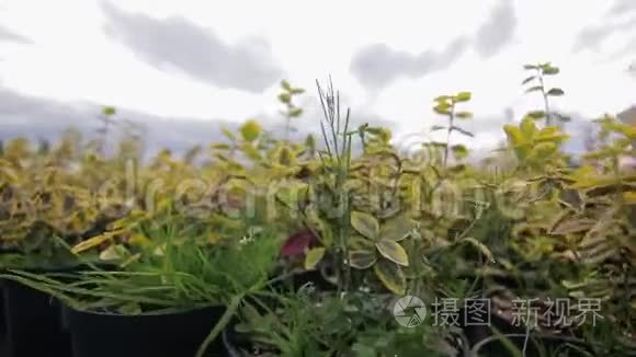 在户外的花盆里把植物收起来视频