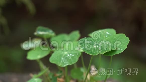 带着一株发芽的绿色植物视频