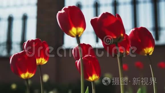 美丽的五颜六色的郁金香花在春天的花园里盛开。 春季装饰花开花