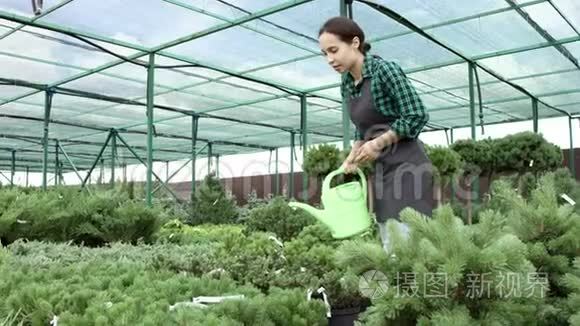 有吸引力的女农民在温室里用浇水罐浇水灌木丛 照顾植物的女人mov格式视频下载 正版视频编号02h26i 摄图新视界视频库