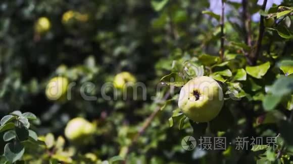 果实累累的昆斯树视频