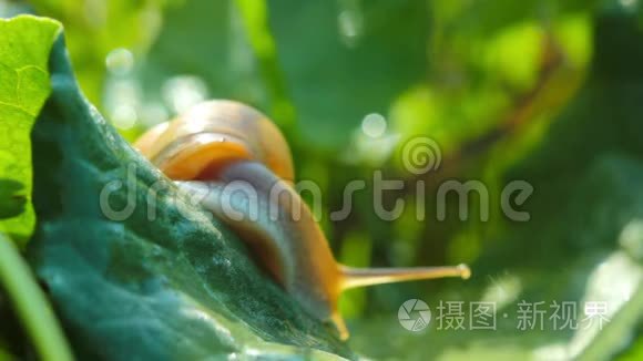 绿叶上的小蜗牛.
