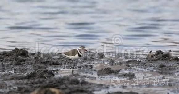 湿地三带翻耕视频