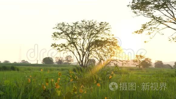 宽阔的绿草，带着夕阳的光芒.