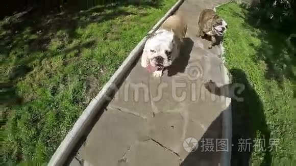 斗牛犬在缓慢运动中运行