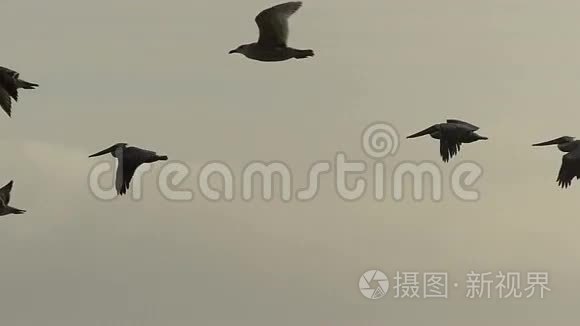 海鸟缓慢地飞越海洋视频