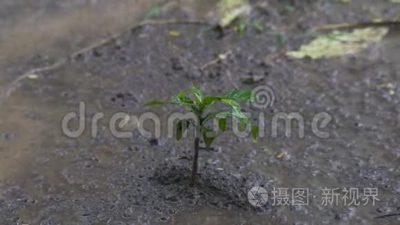 在雨中生长的小植物视频