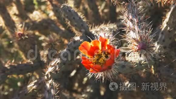 靠近一朵花冠的仙人掌花视频