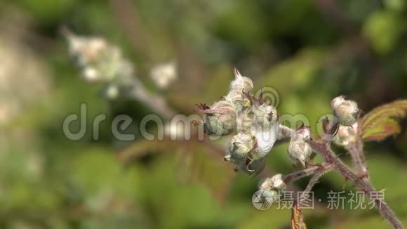 一个苹果芽团的镜头视频