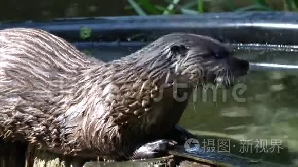 欧洲水獭视频